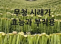 겨울철 필수 식품 무청 시래기 효능과 부작용