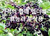 ’기적의 열매‘ 엘더베리 효능과 부작용