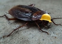 바퀴벌레 퇴치법