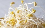 유구한 우리 민족의 대표적인 새싹 식품, 콩나물