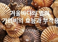 겨울바다의 별미 가리비의 효능과 부작용