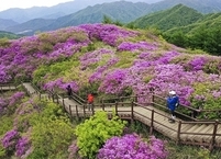 남원시, 제27회 지리산 운봉바래봉 철쭉제 개최