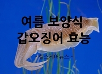 여름 보양식 갑오징어 효능