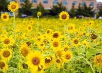 [포토뉴스] 익산 전북대 캠퍼스는 지금 해바라기 황금물결