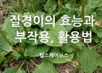 잡초 질경이의 효능과 부작용 활용법까지