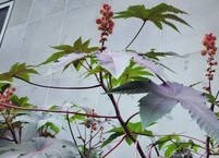 멋도 내고 약도 되는 아주까리의 효능