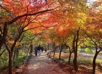 늦가을 내장산 단풍 여행