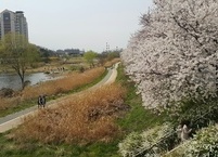 전주 천변 봄나들이