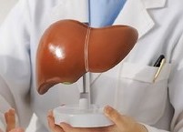 저체중인 사람은  지방간으로 사망할 확률이 높아진다 