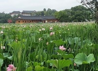 7․8월 최고 힐링 여행지, 전주 덕진공원 연꽃 만개