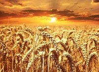 맥주효모의 효능 및 부작용