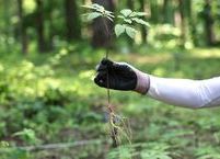산양삼 추출물, 근력 개선 효과 과학적으로 입증돼