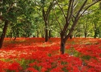 9월 꽃 나들이 가볼만 한 곳 전국 꽃무릇과 상사화 명소