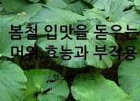 봄철 입맛을 돋우는 머위 효능과 부작용 