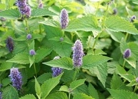 불면증 개선에 좋은 박하 효능과 부작용 및 섭취 시 주의 사항
