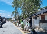 전주시, 폭염에 지친 가로수 물주머니 설치... 수목 관리대책 가동