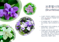 [마음챙김] 보랏빛 브룬펠시아 꽃은 특별하다!