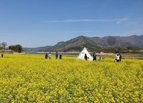 사월 봄꽃여행, 진안 마이산 벚꽃길과 용담호 유채꽃