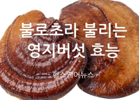 불로초라 불리는 영지버섯 효능과 부작용