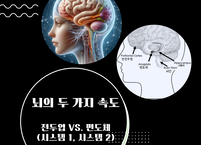 뇌의 두 가지 속도, '빠른 것과 느린 것'의 사고방식 이해