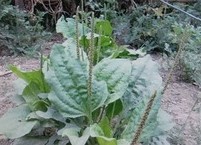 염증 치료에 특효약인 질경이 효능