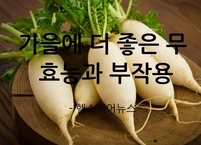 가을에 먹으면 인삼보다 좋다는 무 효능