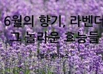 6월의 향기, 라벤더: 그 놀라운 효능들