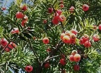 암을 낫게 하는 주목 열매의 효능과 부작용