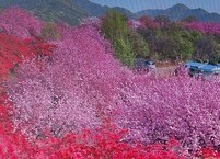 절정을 이루고 있는 곤지산의 완산 꽃동산