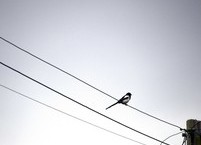 (영미시로의 초대) 자기 연민, D. H. 로렌스