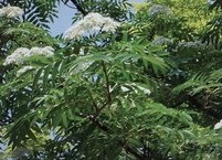 우리나라가 원산지인 마가목(馬家木)의 효능