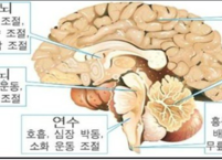 뇌가 건강해지는 비법 1탄