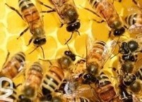 달콤함을 맛보며 건강을 챙겨주는 꿀의 효능