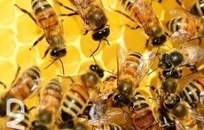 달콤함을 맛보며 건강을 챙겨주는 꿀의 효능