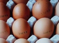 하루 달걀 1개씩을 꼭 먹자