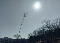 겨울 하늘에 독야 꼿꼿한 망초