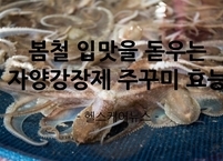 봄철 입맛을 돋우는 최고의 자양강장제 주꾸미