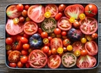 빨간 보석 토마토 효능과 부작용