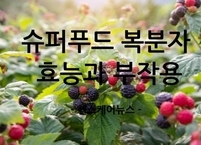 한국형 슈퍼푸드 복분자 효능과 부작용