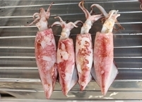 오징어 효능