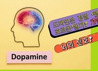  헬스, 세계를 읽다 | 도파민은 정말 ‘행복 호르몬’일까? 