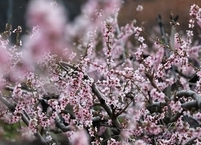 [포토뉴스] 연분홍 복사꽃 만발한 무주 앞섬마을