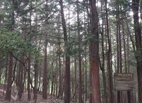 몸과 마음을 안정시켜 주는 편백나무의 효능