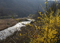 (영미시로의 초대) 이니스프리의 호수 섬, 윌리엄 버틀러 예이츠
