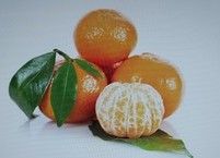 겨울철의 보약, 귤을 매일 먹으세요