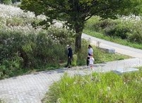 전주천 억새꽃 흐드러진 가을길 걷기