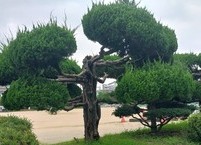 전주초등학교에 남아 있는 일제강점기의 비석 하나