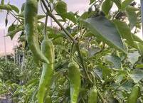 여름철 제철 체소 풋고추 효능
