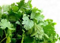 고수의 효능과 주의사항