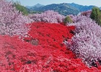 선친에 대한 효심이 일구어낸 투구봉 꽃동산